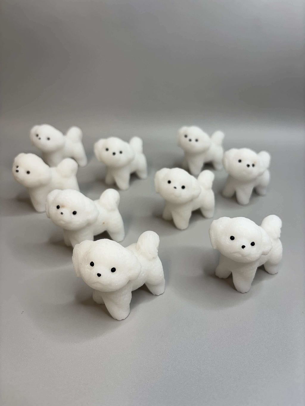 Small White Jade Maltese Puppy
